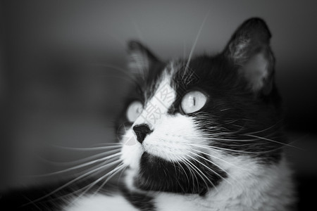黑白不露眼猫肖像黑色哺乳动物黄色肠炎小猫猫科铁律呼吸脊椎动物白色背景图片