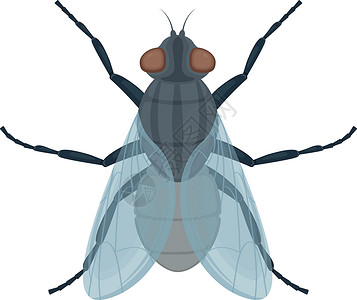 Sinek 飞虫 飞行顶视图的图像 一只会飞的昆虫 在白色背景上孤立的矢量图插画