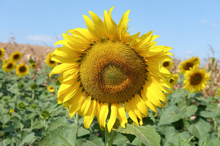 田野手绘向日向日向日向葵花场白天感到清新 花月背景背景