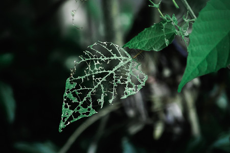 叶子被蠕虫吃掉墙纸昆虫热带蔬菜生活宏观种植园花园生长绘画背景图片