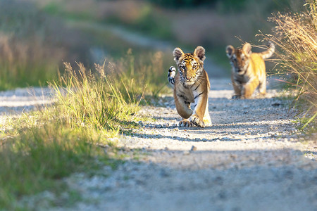 两只老虎在户外散步的一对孟加拉虎幼崽前视线背景