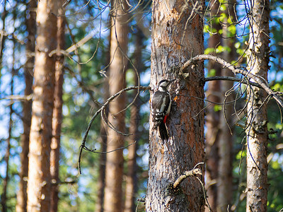 白背啄木鸟木头俄罗斯高清图片