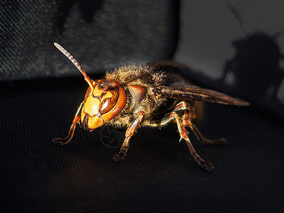 欧洲大黄蜂在黑暗背景上特写高清图片