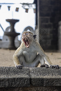 寺庙里的猴子一只可爱的猴子张着嘴坐着 在老佛教寺庙里露出他的尖牙背景