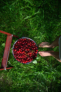 一桶樱桃旁边的女性脚的顶部视图 以及绿草上梯子的一部分 樱桃收获 园艺 特写背景图片