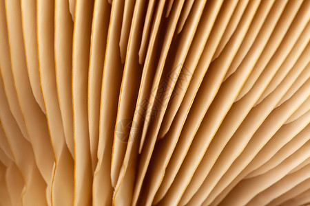 宋其壁纸蘑菇植物利用思想设计纹理图案模式概念自然或壁纸概念 其背景模糊 焦点软 b 使用结构图案脆弱性条纹食物菌类白色宏观投标蔬菜团体背景