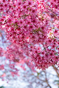 粉红色的花开花花卉摄影背景图片