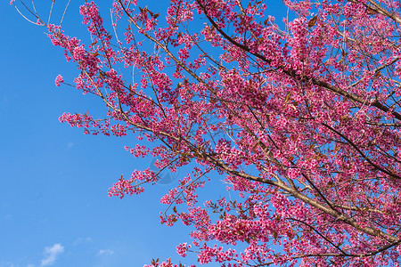 粉红色的花开花花卉摄影蓝天背景图片