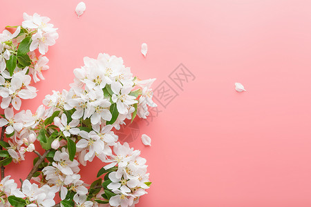 樱花盛开 粉红色背景上的春天花朵 有问候语的空间 春天和母亲节的概念 春天美丽精致的粉红色樱桃花墙纸母亲季节植物学明信片卡片纪念背景图片