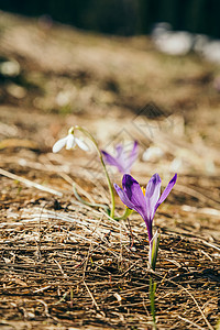 紫花黄耆摄影雪花莲高清图片