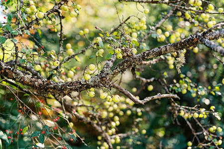 黄苹果的野生苹果树枝分支背景图片