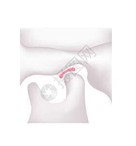 颞下区人类下巴结构图示(封闭)插画