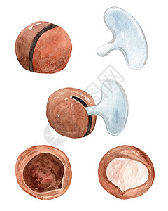 珍惜用水全屏海报白色背景的贝壳中 手用水彩色画出马达米亚 如何使用坚果壳饼干背景