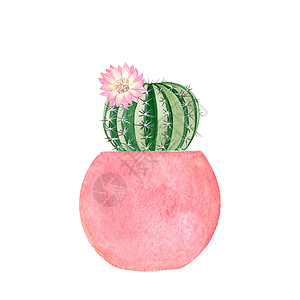 手绘花盆白底隔离在粉红锅中花朵的水彩仙人掌背景