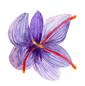紫色手绘花瓣白色背景上分离的紫色紫色红花朵背景