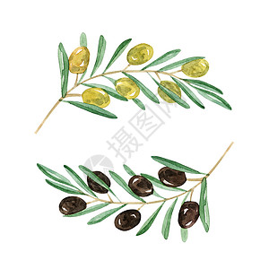 手绘橄榄水彩橄榄枝在白色背景上被隔绝 手画绿色和黑色橄榄树枝背景