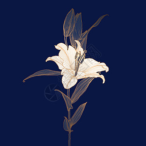 金莲花朵线形画图 白头在深蓝色上背景图片