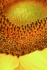 近身的向日葵花瓣作为图案 全屏纹理作为背景农业阳光植物太阳植物群背光射线照片宏观晴天背景图片