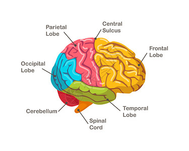 马德堡半球人体大脑的部位 解剖学 器官侧视线插画