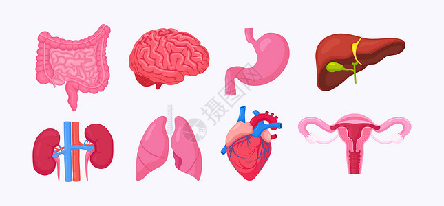 人体内部器官 脑 肠 心 肺 肾 胆囊 胃 肝 女性生殖系统 卵巢 子宫 子宫的解剖医生动脉肾脏药品尿液静脉外科手术疾病生理背景图片