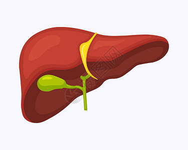 肝脏功能人类肝脏解剖结构 肝器官 消化系统 胆囊 保健 医疗科学插画