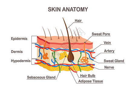 人类皮肤解剖 多层上下皮 上面有发泡 汗水和精细的腺 动脉 神经和血管等物背景图片