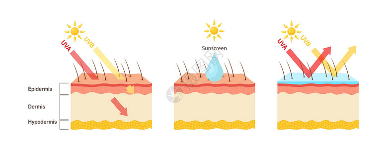 UvaUV防护 日光屏润滑剂保护人类皮肤免受UVA UVB射线的辐射太阳危险图表健康防晒霜插图穿透烧伤渗透晒黑插画