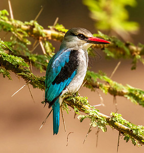 塞内加尔野生生物图旅行者动物电话生活鸟类世界旅行笔记本荒野博客背景图片