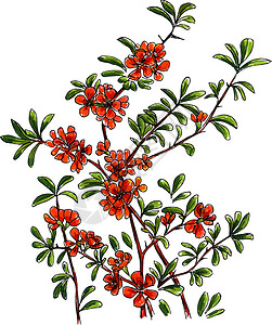 画出开阔的日本五毛花的树枝 手绘标记草图的矢量痕迹插画