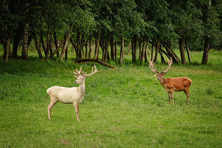 反刍偶蹄动物草坪上的白鹿反刍动物脊椎动物喇叭旅行鹿角荒野草地旅游草原动物背景