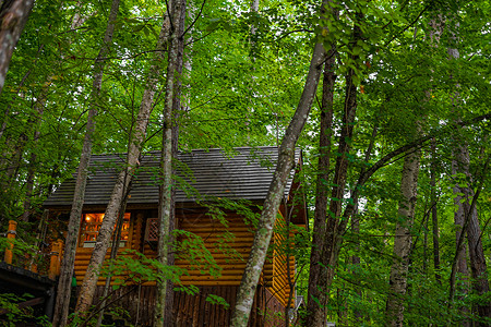 林中站立的Lodge图像财富九兆长廊森林森林浴小屋高清图片