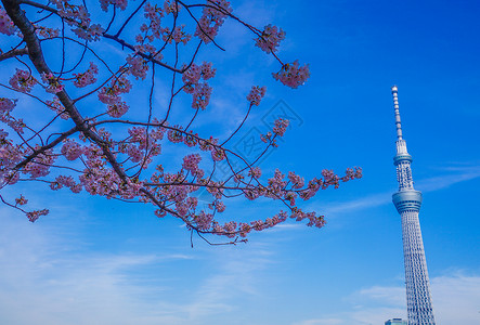 朱樱塔景观樱花花和东京天树背景