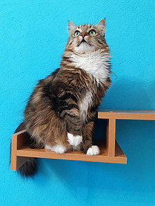 书架上的猫往上看背景图片