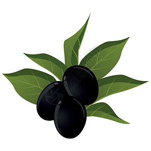 黑孜然油逼真的成熟新鲜黑橄榄反对白色背景矢量处女市场收成标签烹饪叶子树叶艺术农业生态插画
