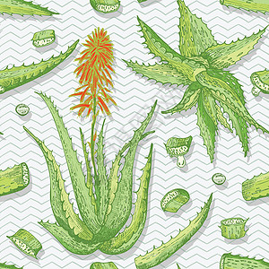 芦荟开花无缝图案与手绘芦荟在灰色雪佛龙背景上以绿色和红色的颜色生活和开花 复古复古雕刻图形设计植物素描插画
