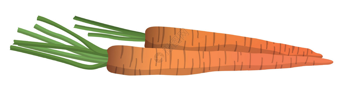 伊根食品白色背景上孤立的现实新鲜胡萝卜矢量农业收成沙拉市场花园蔬菜插图植物食物烹饪插画