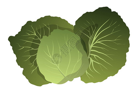白灼生菜现实的新鲜生菜叶白背景  矢量插图营养饮食收成叶子农场花园植物卡通片沙拉插画