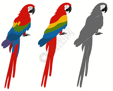 亚拉鹦鹉 马卡夫外来鸟类 热带动物 矢量宠物蓝色金刚鹦鹉动物群马戏团绘画插图丛林荒野异国插画