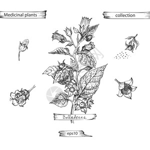 茄属植物设置的手绘图 以黑色隔离在白色背景上的生活和花朵 复古复古图形设计 植物素描 雕刻风格 矢量插画