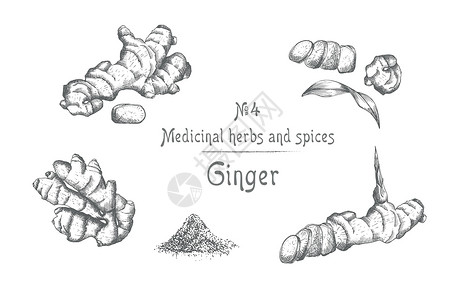 食物粉末将生姜根 生命和花朵手绘成黑色 与白色背景隔离 复古复古图形设计 植物素描 雕刻风格铅笔墨水柠檬排毒叶子蔬菜粉末药品草本植物插图插画