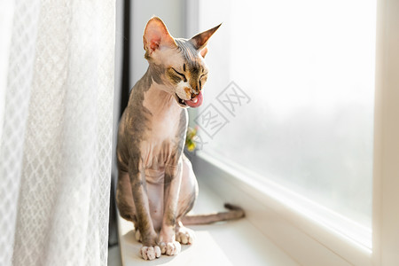 打扫卫生的猫猫在窗台上休息时梳洗自己的爪子 斯芬克斯猫 猫的舌头人面窗户打扫卫生狮身眼睛晶须晴天小猫朋友背景