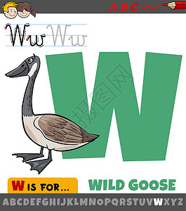野鹅小龙年轻的动物字母W W 用动画卡通的野鹅动物性设计图片