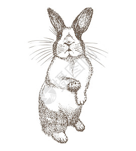 水煮兔眼睛周围有黑点的白兔 坐兔兔 在白色背景隔绝的野兔 手绘素描雕刻风格 中国新年的象征 面具中的复活节快乐性格墨水耳朵野生动物夹子插画