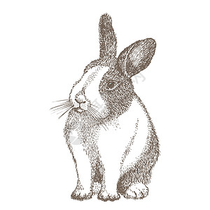 水煮兔眼睛周围有黑点的白兔 坐兔兔 在白色背景隔绝的野兔 手绘素描雕刻风格 中国新年的象征 面具中的复活节快乐性格草图农场哺乳动物耳朵插画