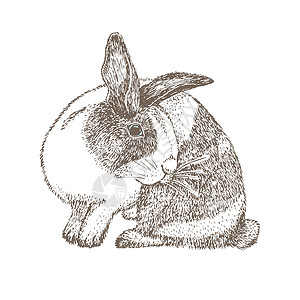 水煮兔眼睛周围有黑点的白兔 坐兔兔 在白色背景隔绝的野兔 手绘素描雕刻风格 中国新年的象征 面具中的复活节快乐性格夹子打印哺乳动物耳朵插画