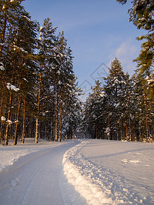 冬季森林的雪路 在高山松林中高清图片