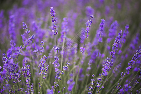 紫色花朵盛开的田野无止尽 瓦伦索莱高原 华尔兹 法兰西 欧洲背景图片