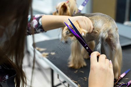 女美容师在桌子上给约克夏犬理发 在美容院为狗美容 健美的形象 用剪刀最后剪掉狗毛的过程情感发型沙龙魅力刷子犬类小狗头发动物理发师背景图片