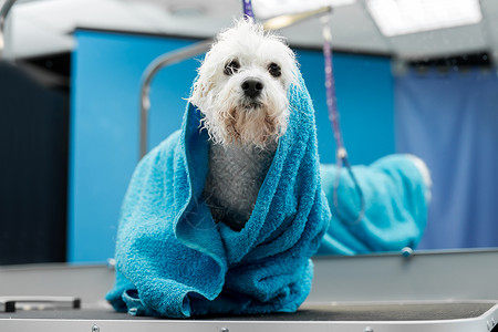 泳往直前在兽医诊所的桌子上 一只湿漉漉的比熊犬用蓝色毛巾包裹着 照顾和照顾狗 一只小狗在剪毛前被洗过 她冷得直打哆嗦背景