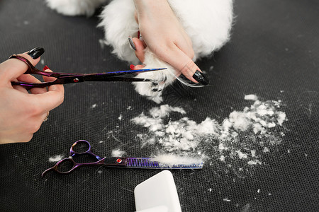 女美容师理发在桌子上为狗美容院美容 用剪刀最后剪掉狗毛的过程 爪子的理发背景图片